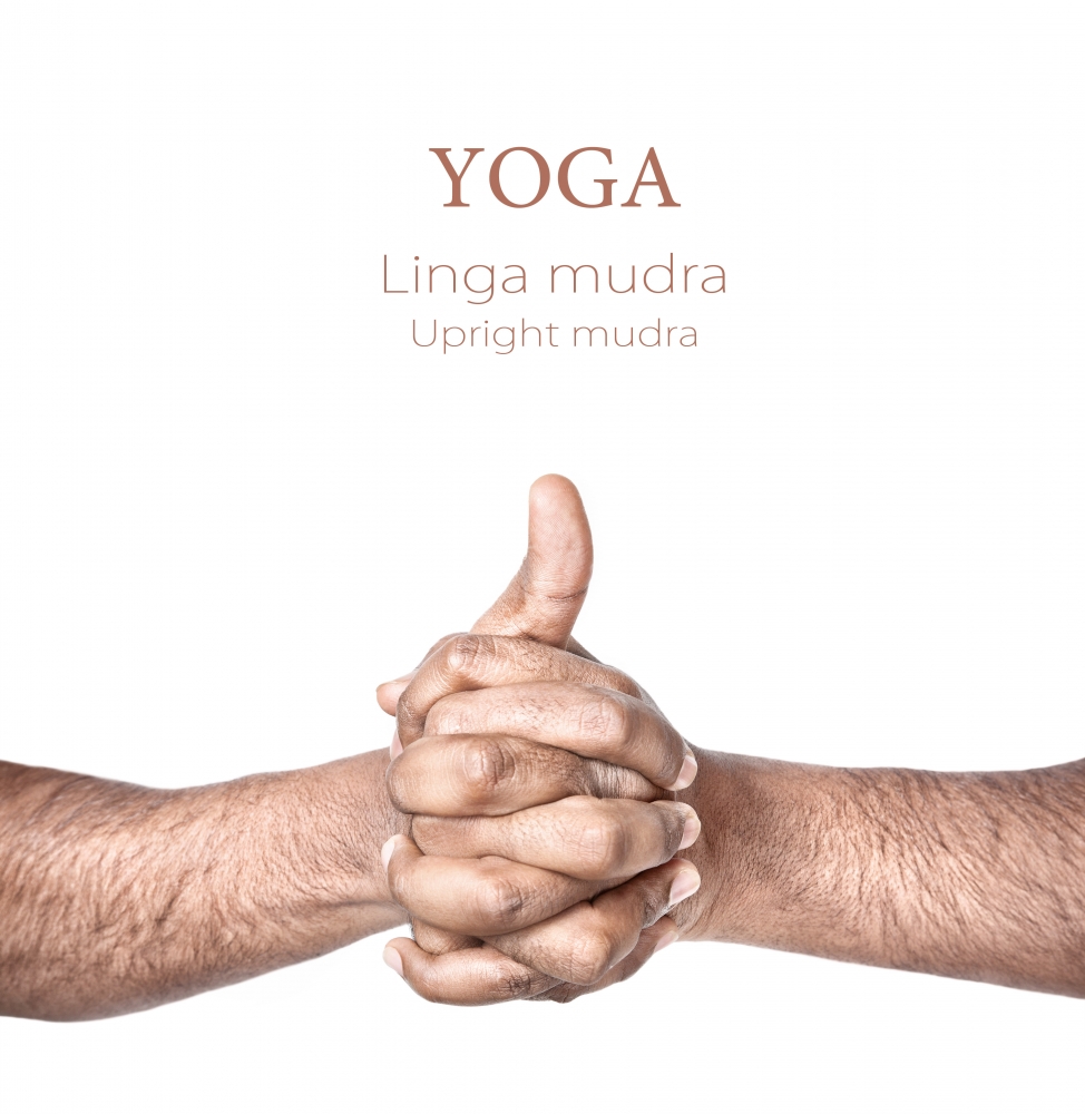 Linga mudra is the upright mudra